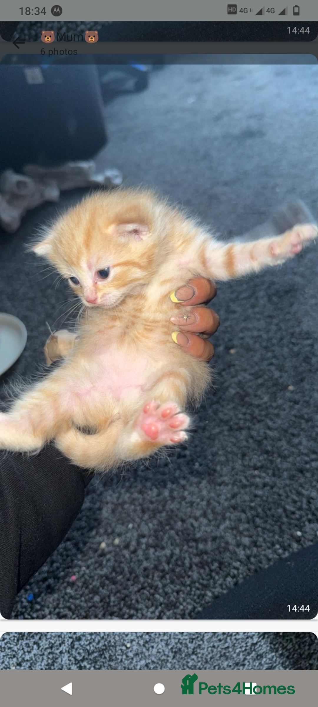 Domestic Shorthair cats for sale: 3 ginger kittens looking for homes  - Image 3