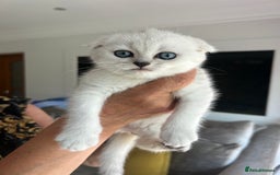 Scottish Fold cats for sale: LAST ONE - READY to LEAVE - PEDIGREE  - Image 7