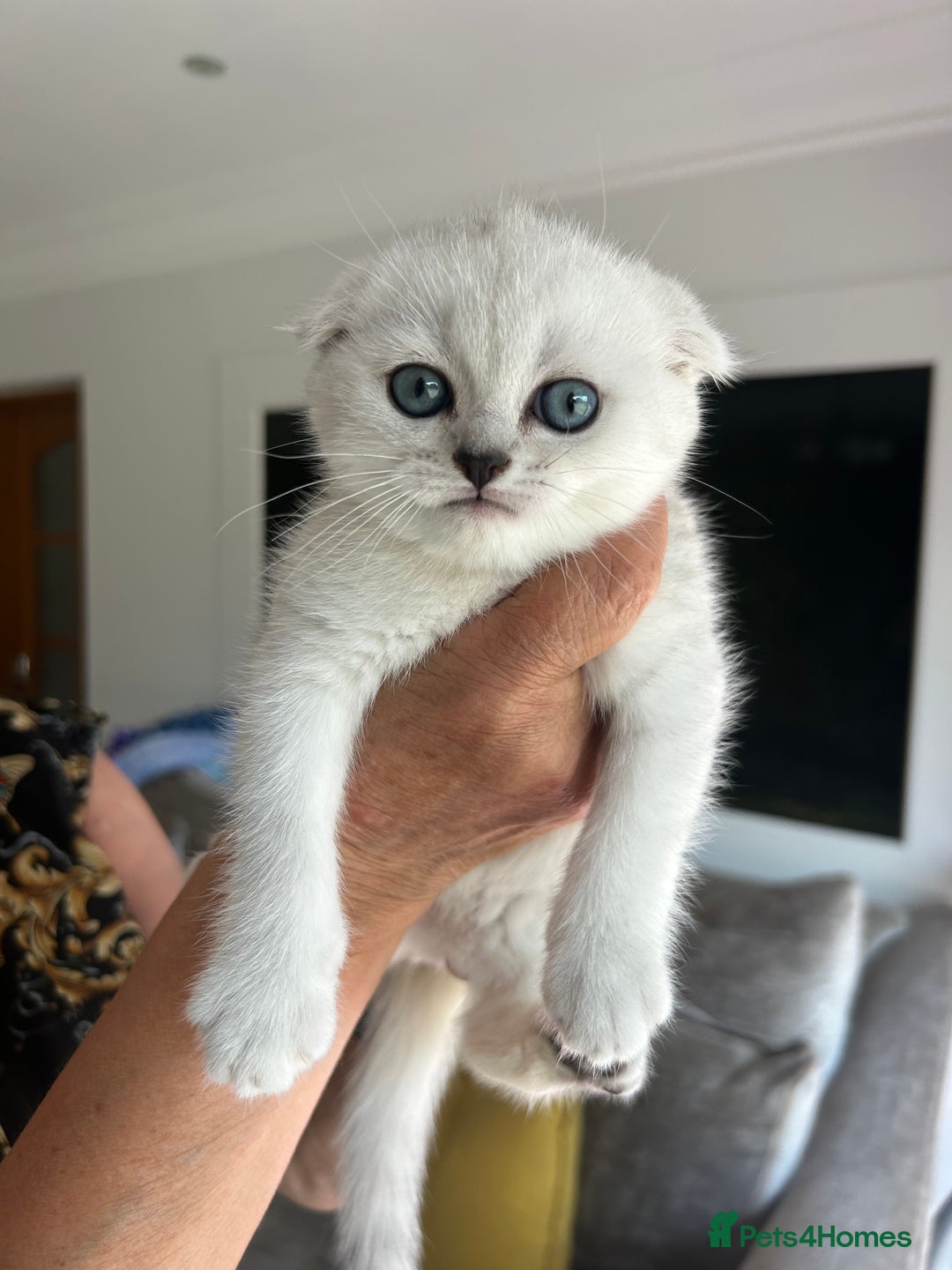 Scottish Fold cats for sale: LAST ONE - READY to LEAVE - PEDIGREE  - Image 7