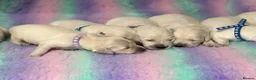 Golden Retriever dogs for sale: White show lines retriever puppies  - Advert 6