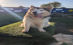 Alaskan Malamute dogs for sale: Giant Alaskan Malamute boy - Image 1