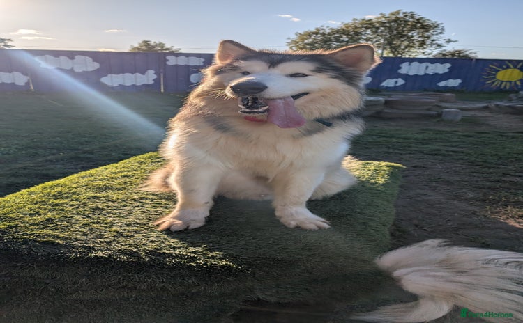 Alaskan Malamute dogs - Advert 1