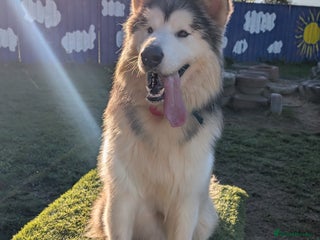 Alaskan Malamute dogs - Advert 16