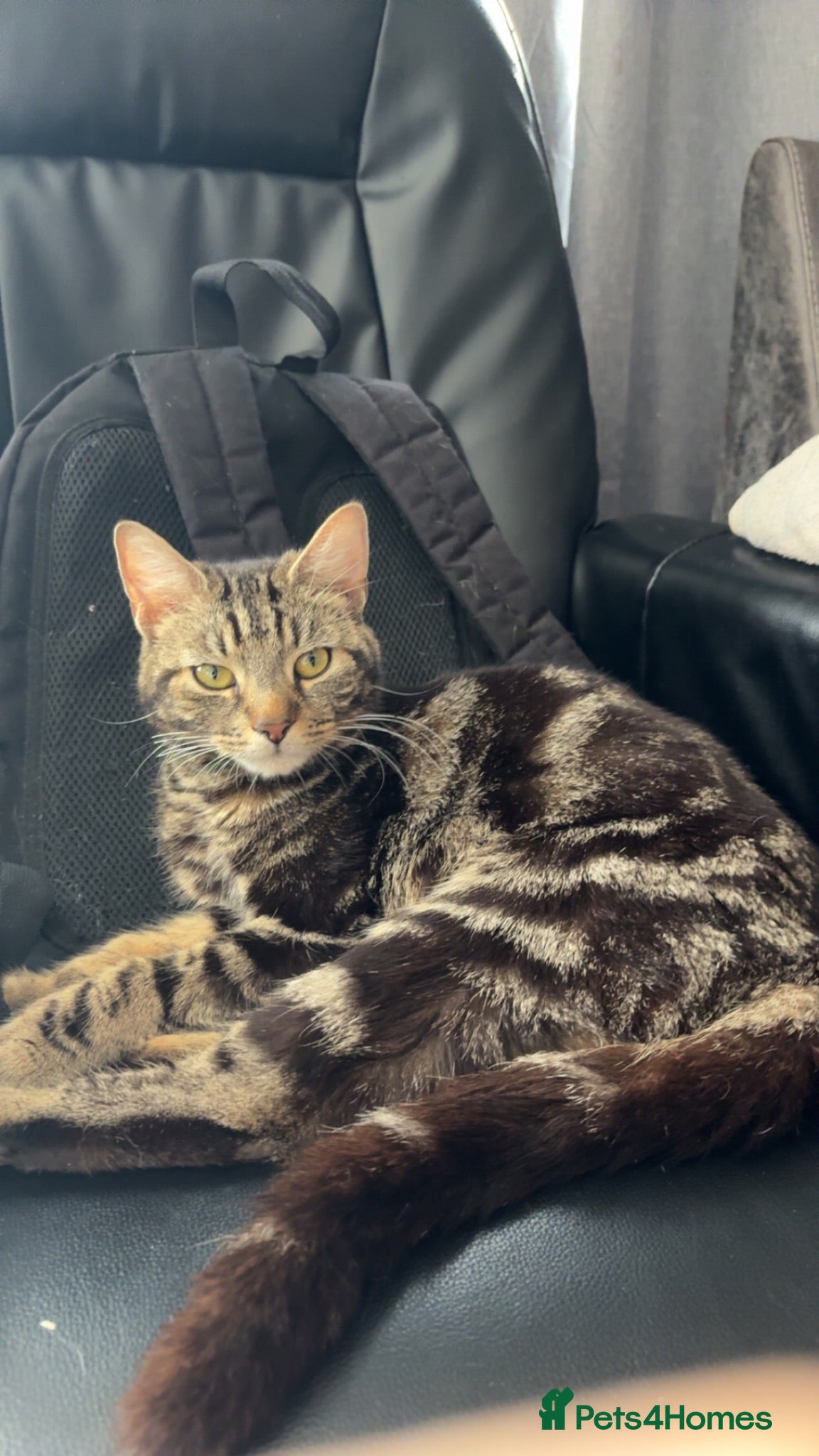Mixed Breed cats 3 kittens for sale  - Advert 1