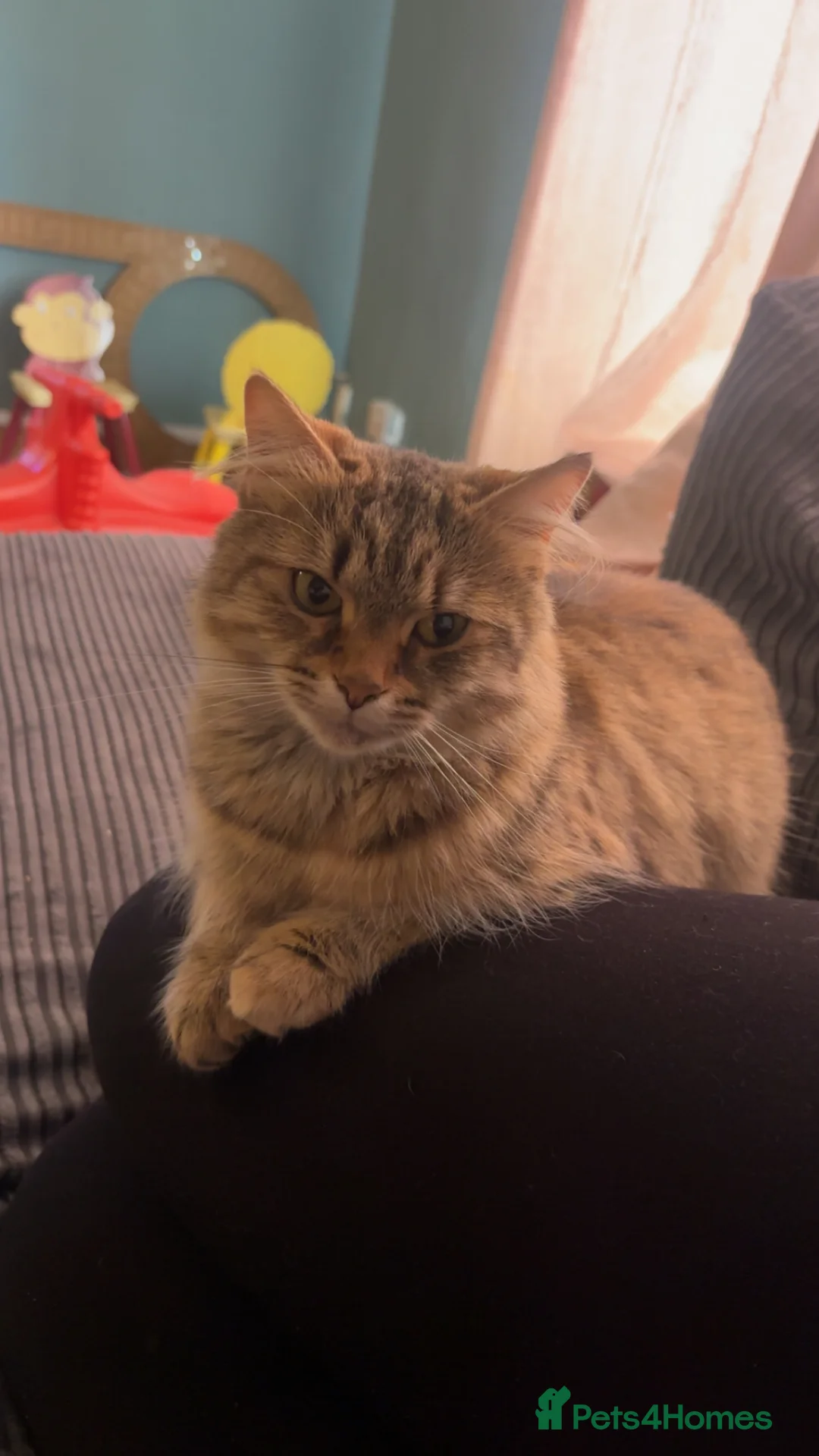 Mixed Breed cats for sale: 2 female cats mummy and daughter  - Advert 2