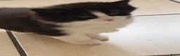 Norwegian Forest Cat cats for sale: Norwegian Forest Kittens - Advert 7