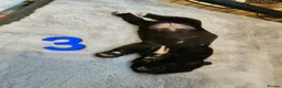 Mixed Breed dogs for sale: F1 BULLADOR PUPPIES - Advert 19