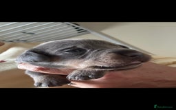 Mixed Breed dogs for sale: French bulldog x daschund - Image 27