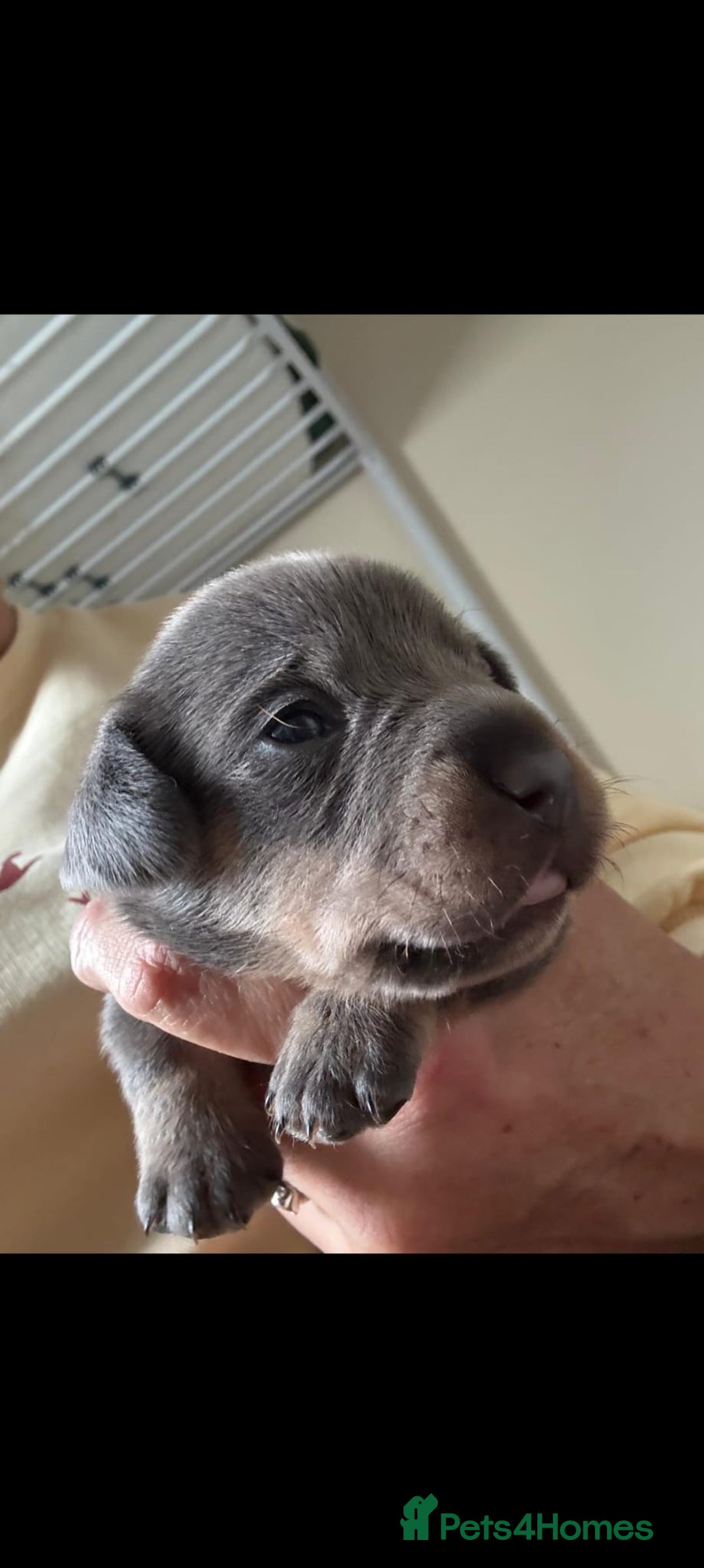 Mixed Breed dogs for sale: French bulldog x daschund - Image 27