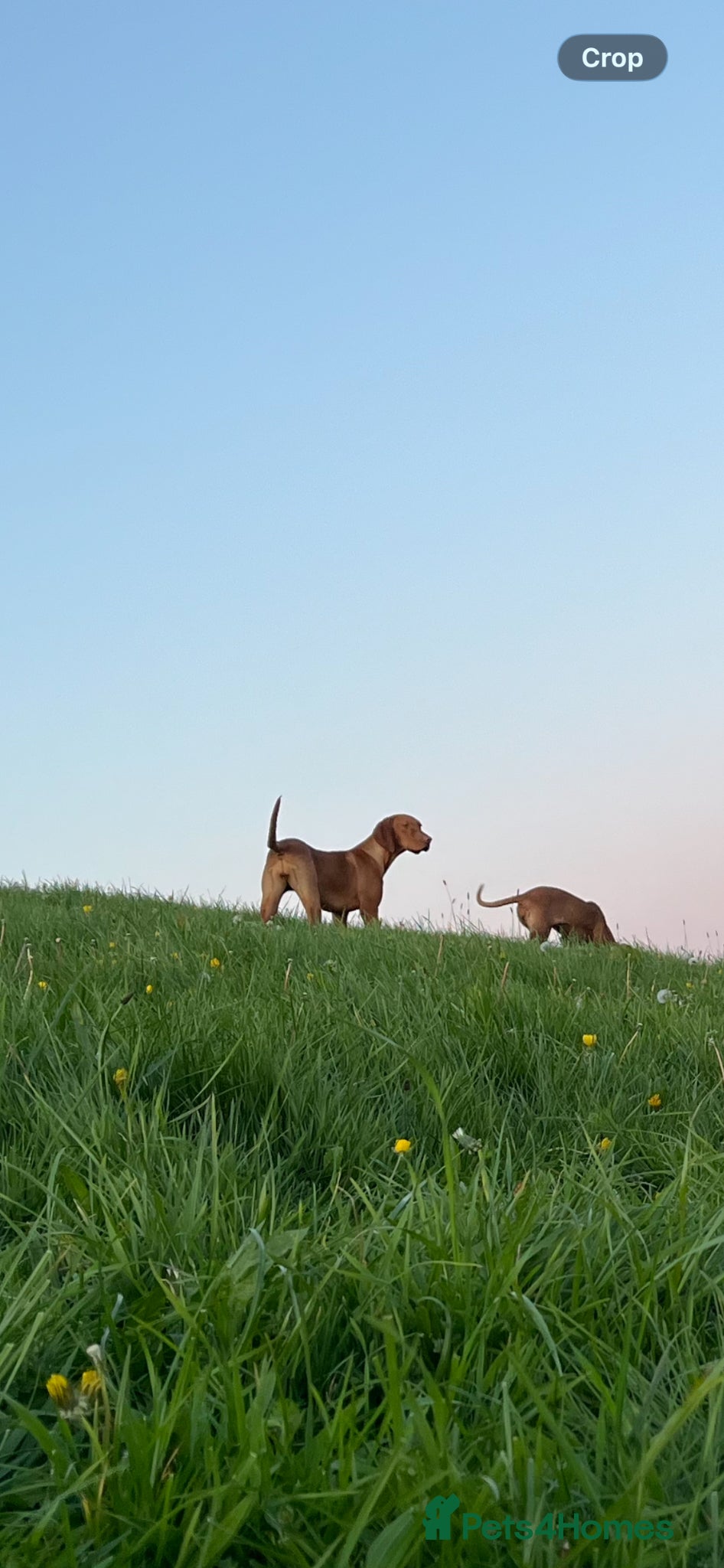 Hungarian Vizsla dogs for sale: 9 month old female kc registered - Advert 1