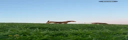 Hungarian Vizsla dogs for sale: 9 month old female kc registered - Advert 1