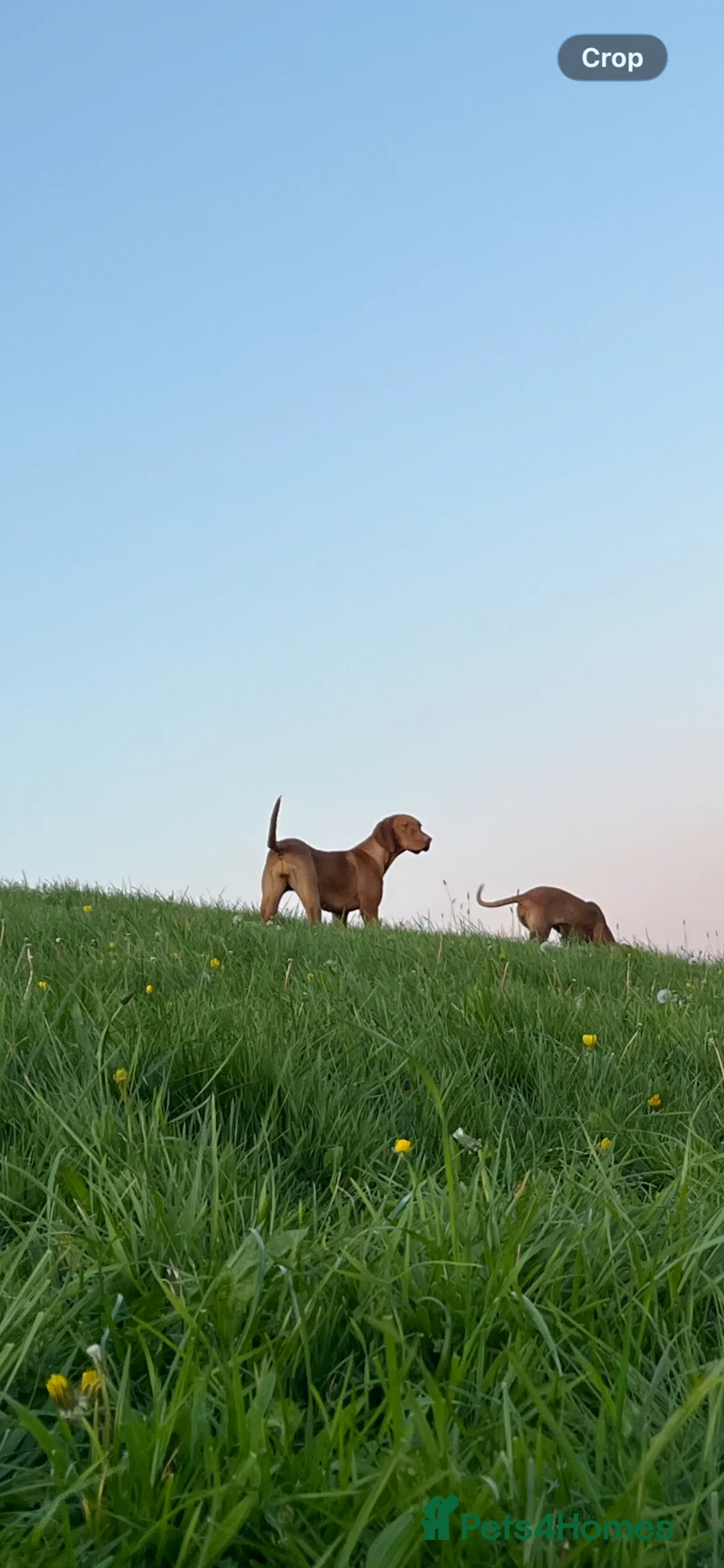 Hungarian Vizsla dogs for sale: 9 month old female kc registered - Advert 1