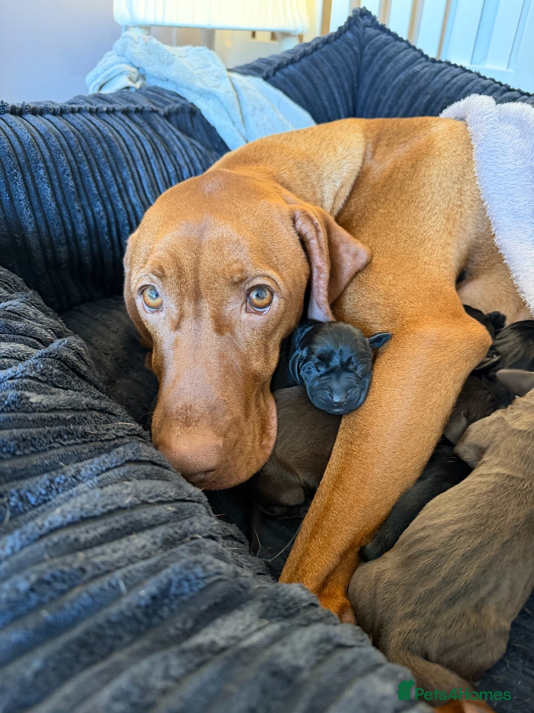 Mixed Breed dogs for sale: Vizmaraner puppies  - Advert 2