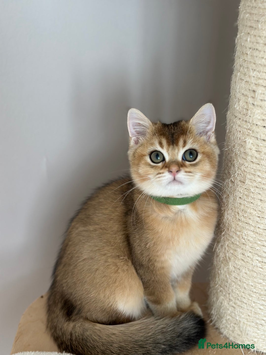 British Shorthair cats for sale: ‼️LAST KITTEN LEFT ‼️BSH Golden kittens  - Image 21