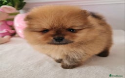 Pomeranian dogs for sale: KC Tiny Teddy Bear Pomeranian Girls - Image 12