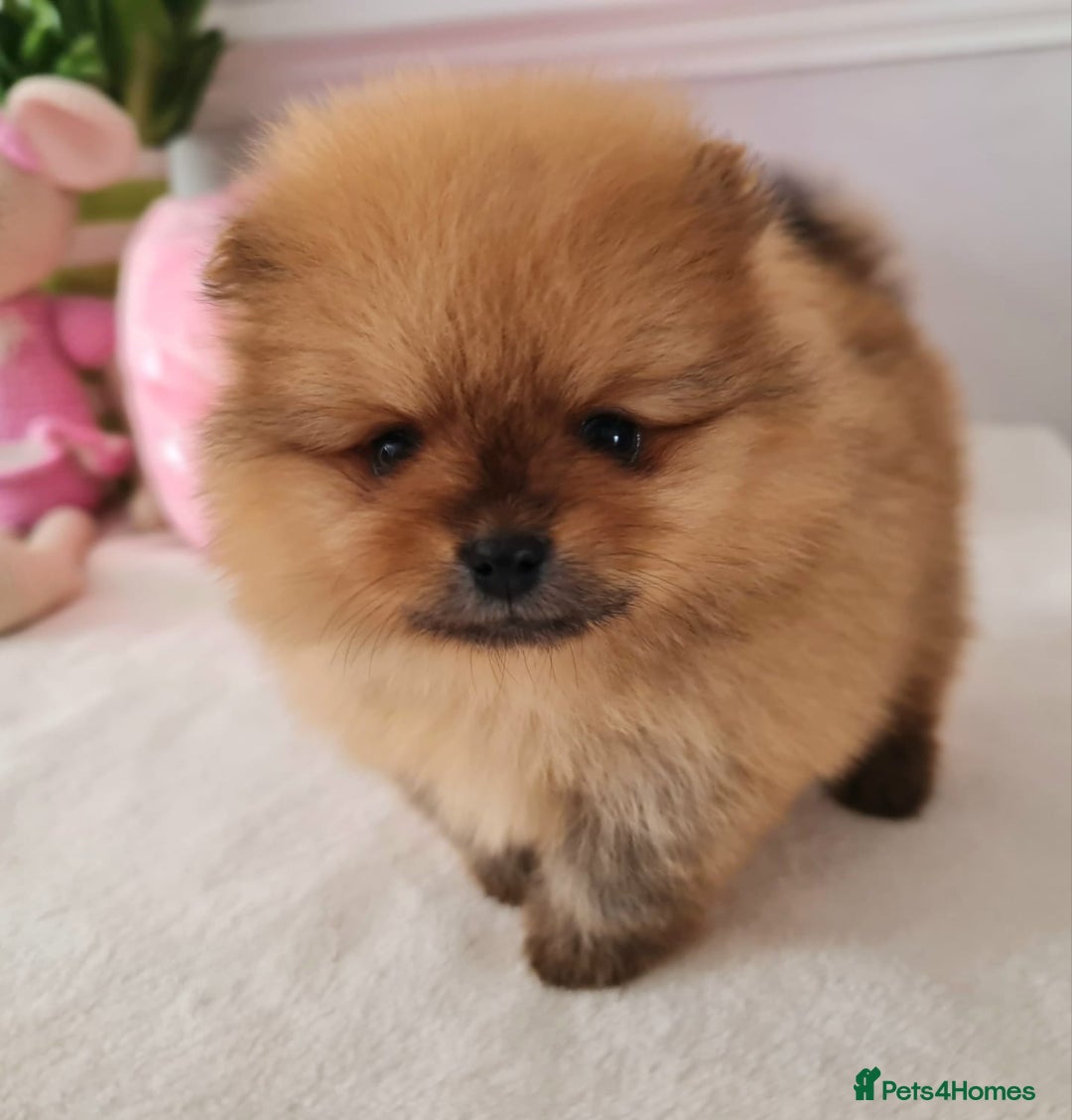 Pomeranian dogs for sale: KC Tiny Teddy Bear Pomeranian Girls - Image 12