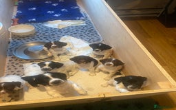 English Springer Spaniel dogs for sale: Springerspaniel puppies🐶 - Image 7