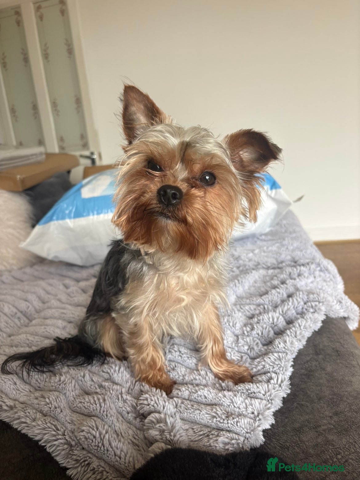 Yorkshire Terrier dogs Yorkie terrier boy in Halifax - Advert 2