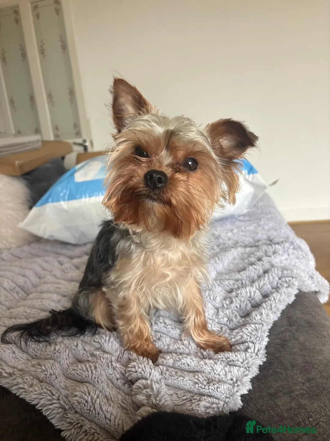 Yorkshire Terrier dogs for sale: Yorkie terrier boy in Halifax - Advert 1