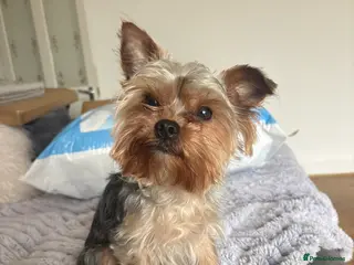 Yorkshire Terrier dogs Yorkie terrier boy in Halifax - Advert 2