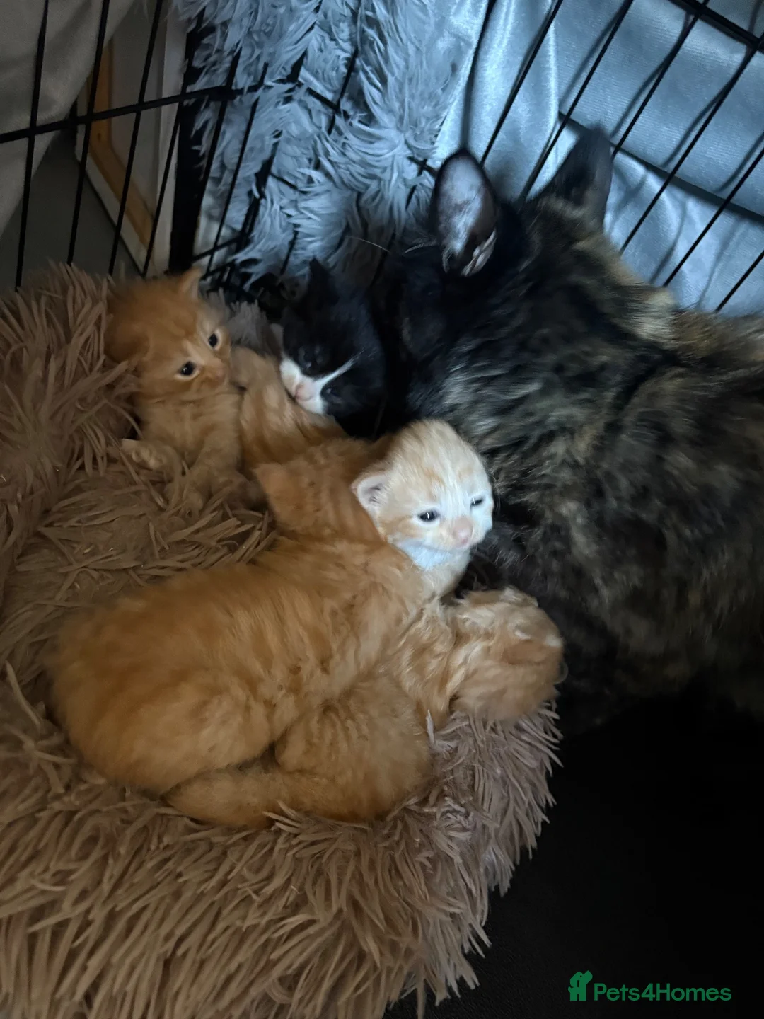 Mixed Breed cats for sale: 4 boys 1 girl - Advert 1
