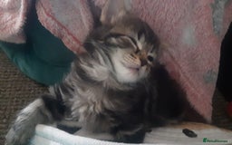 Mixed Breed cats for sale: Mollie and blackie  - Image 8