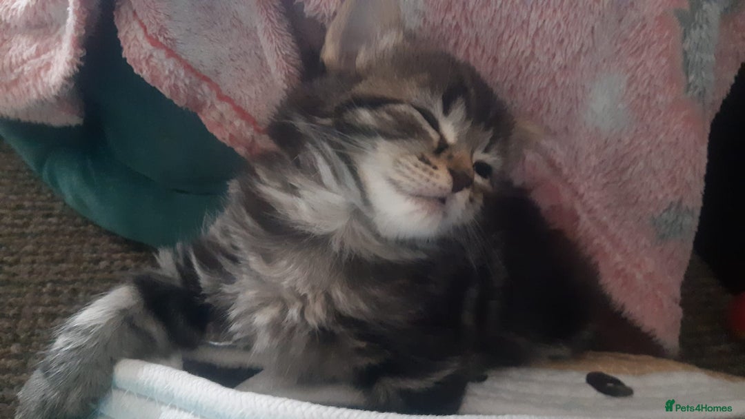 Mixed Breed cats for sale: Mollie and blackie  - Image 8