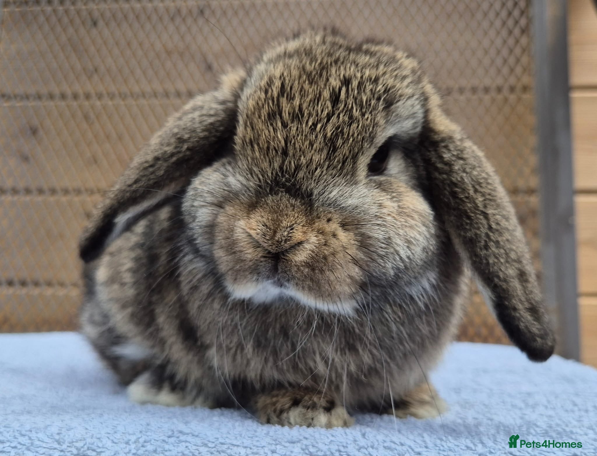 Mini Lop rabbits 8 weeks old mini lops all picture available  - Advert 5