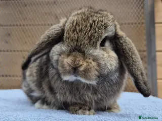 Mini Lop rabbits 8 weeks old mini lops all picture available - Advert 9