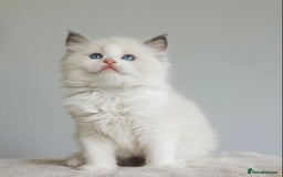 Ragdoll cats for sale: Gentle Ragdoll Kittens  - Image 1