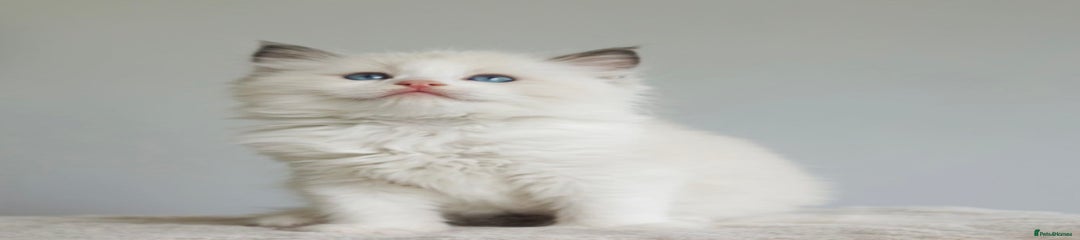 Ragdoll Kitten 1