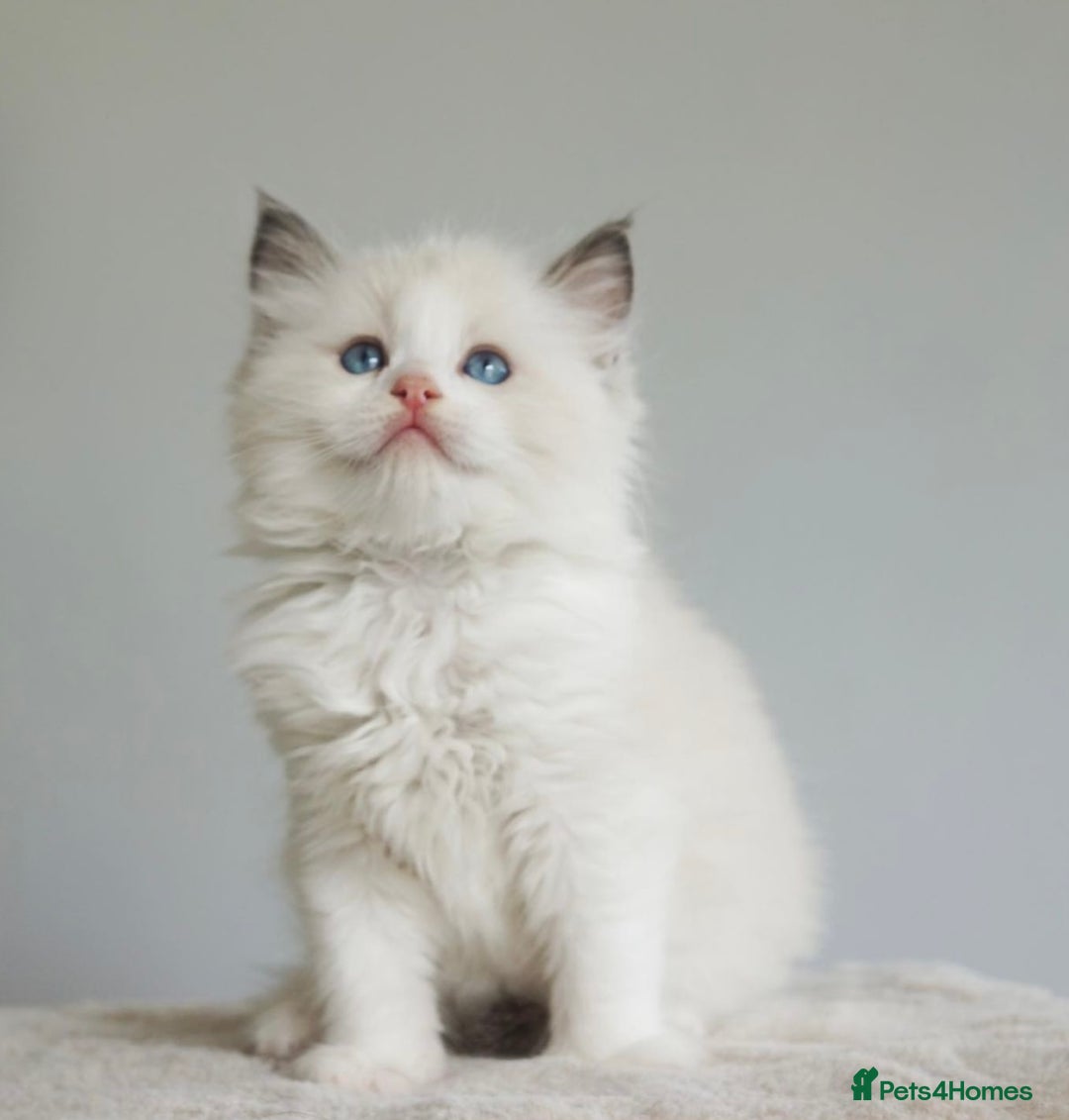 Ragdoll cats for sale: Gentle Ragdoll Kittens  - Image 1