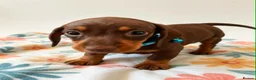 Dachshund dogs for sale: Litter of 5 stunning dachshund pups - Advert 10