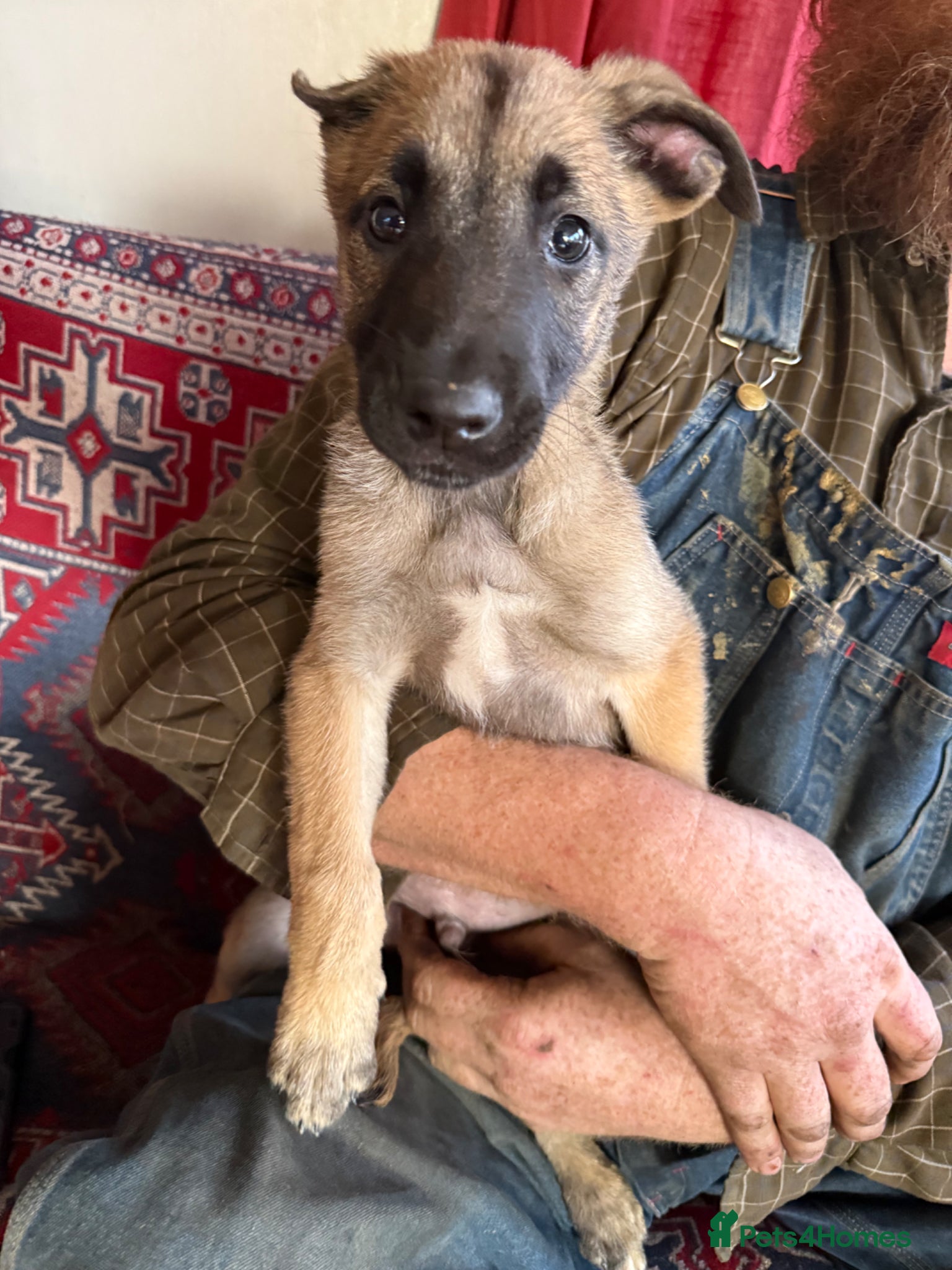 Belgian Shepherd Dog dogs Belgian malinois puppy’s  - Advert 2