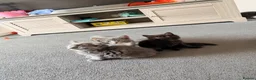 Mixed Breed cats for sale: Fluffy babies  - Advert 21