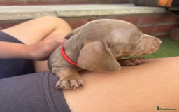 Miniature Dachshund dogs for sale: Miniature dachshund puppy’s TO LEAVE NOW in Luton - Image 14