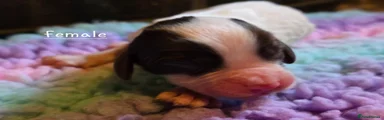 Mixed Breed Puppy 8