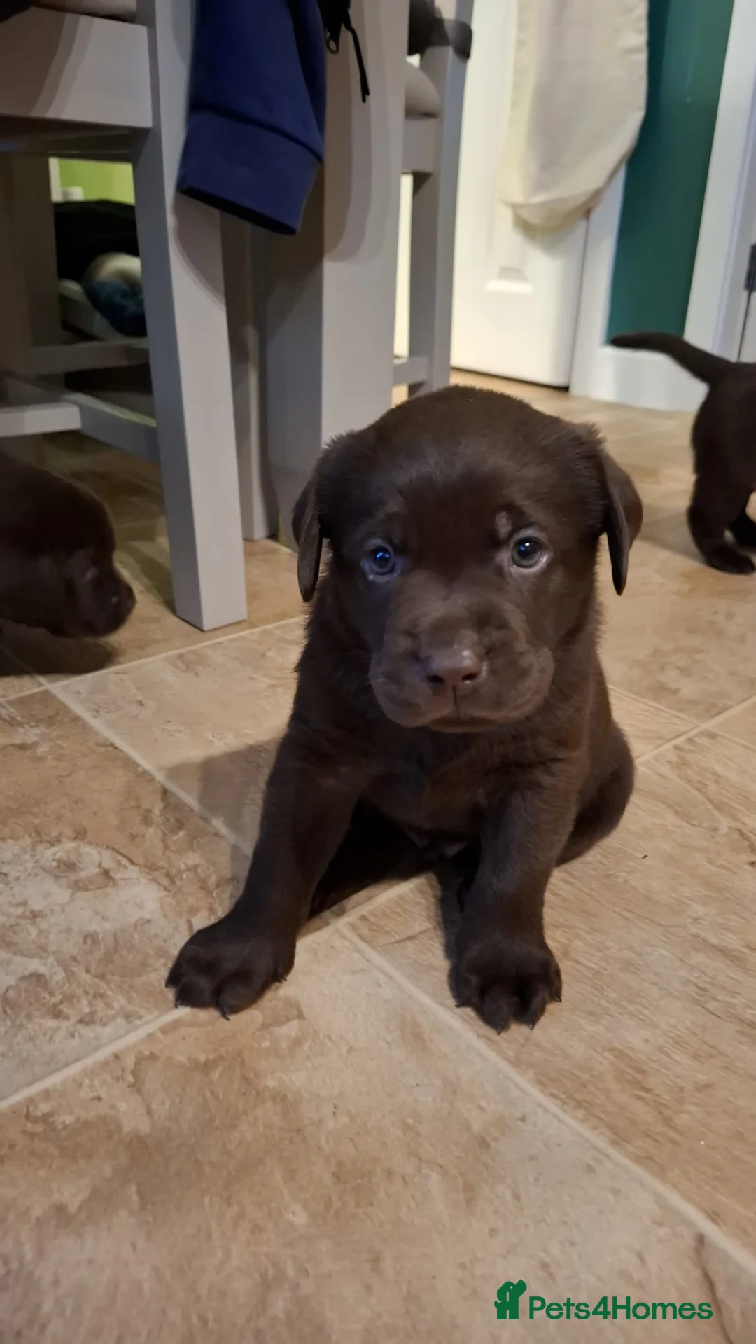 Labrador Retriever dogs for sale: Chocolate Labrador Retriever Puppies-Family Raised - Advert 34