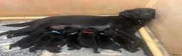 Labrador Retriever dogs for sale: Labrador Retriever KC puppies - Advert 14