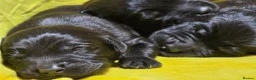 Labrador Retriever dogs for sale: 🖤 Exceptional Labrador Puppies Ready Soon 🐾 - Advert 4
