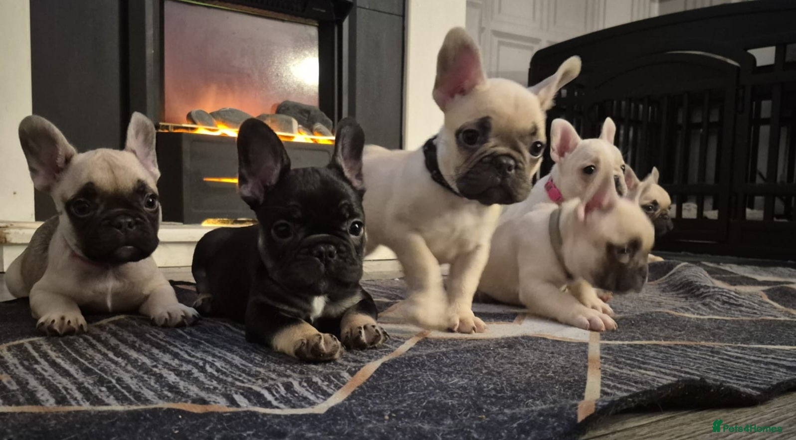 French Bulldog dogs Gorgeous frenchie pups - Advert 4