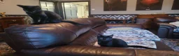 Domestic Shorthair cats for sale: 4 Kittens looking for new forever homes - Advert 5