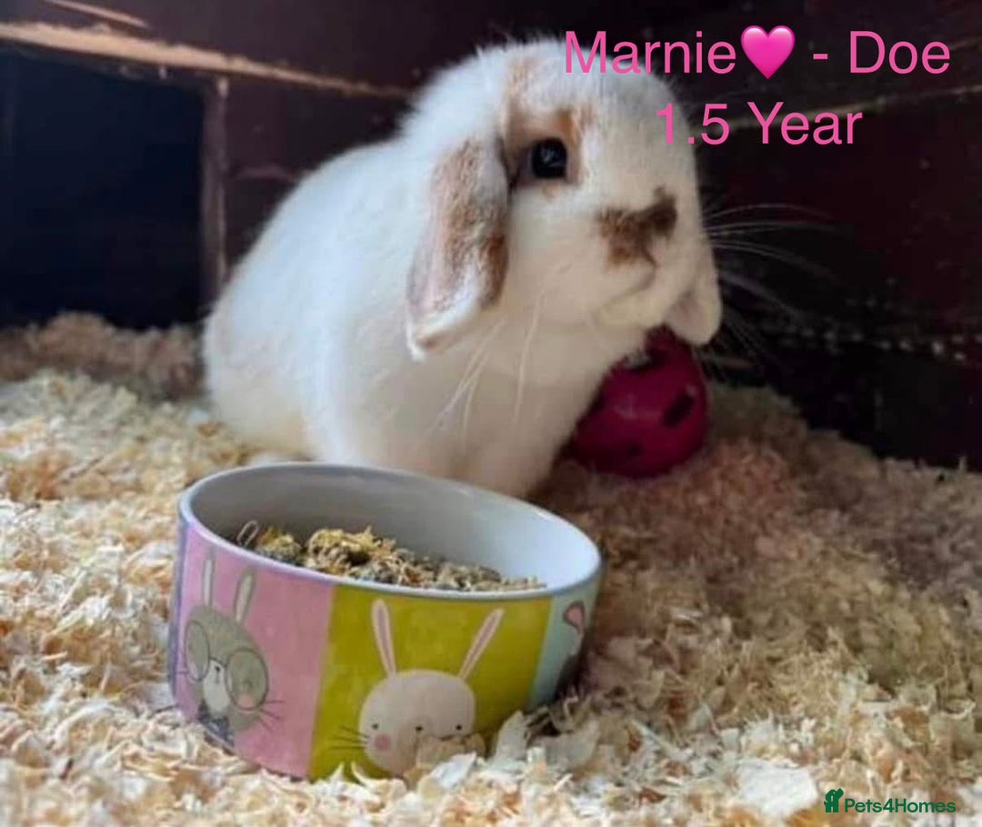 Mini Lop rabbits for sale: Baby & Adult Mini Lops Read Description  - Advert 7