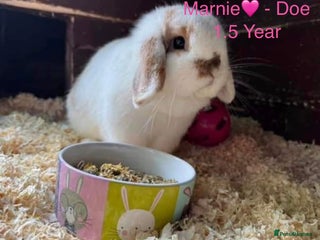 Mini Lop rabbits Baby & Adult Mini Lops Read Description - Advert 9