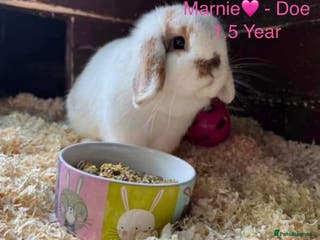 Mini Lop rabbits Baby & Adult Mini Lops Read Desc NO TIMEWASTERS!! - Advert 15