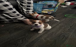 Pomchi dogs for sale: Pomchi puppies - Image 6