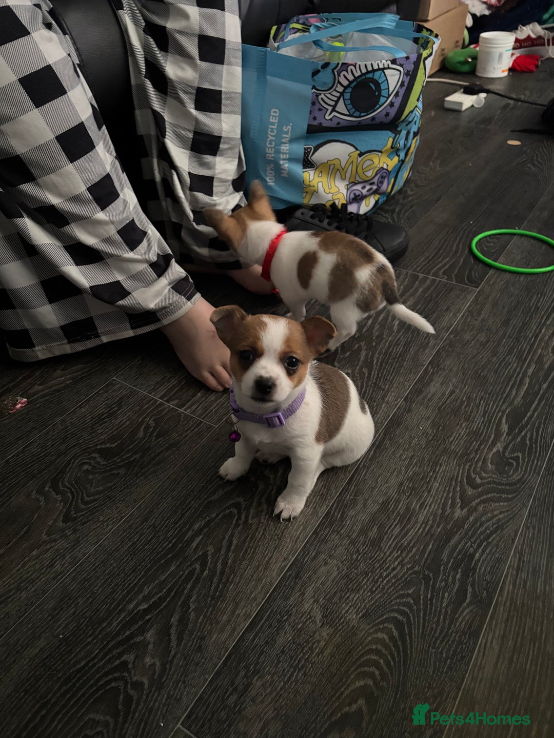 Pomchi dogs for sale: Pomchi puppies - Image 6