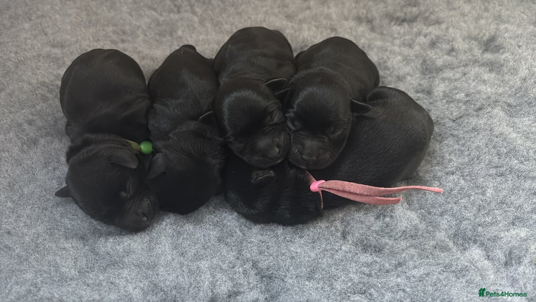 Miniature Schnauzer dogs for sale: KC Registered Miniature Schnauzer Puppies  - Advert 6