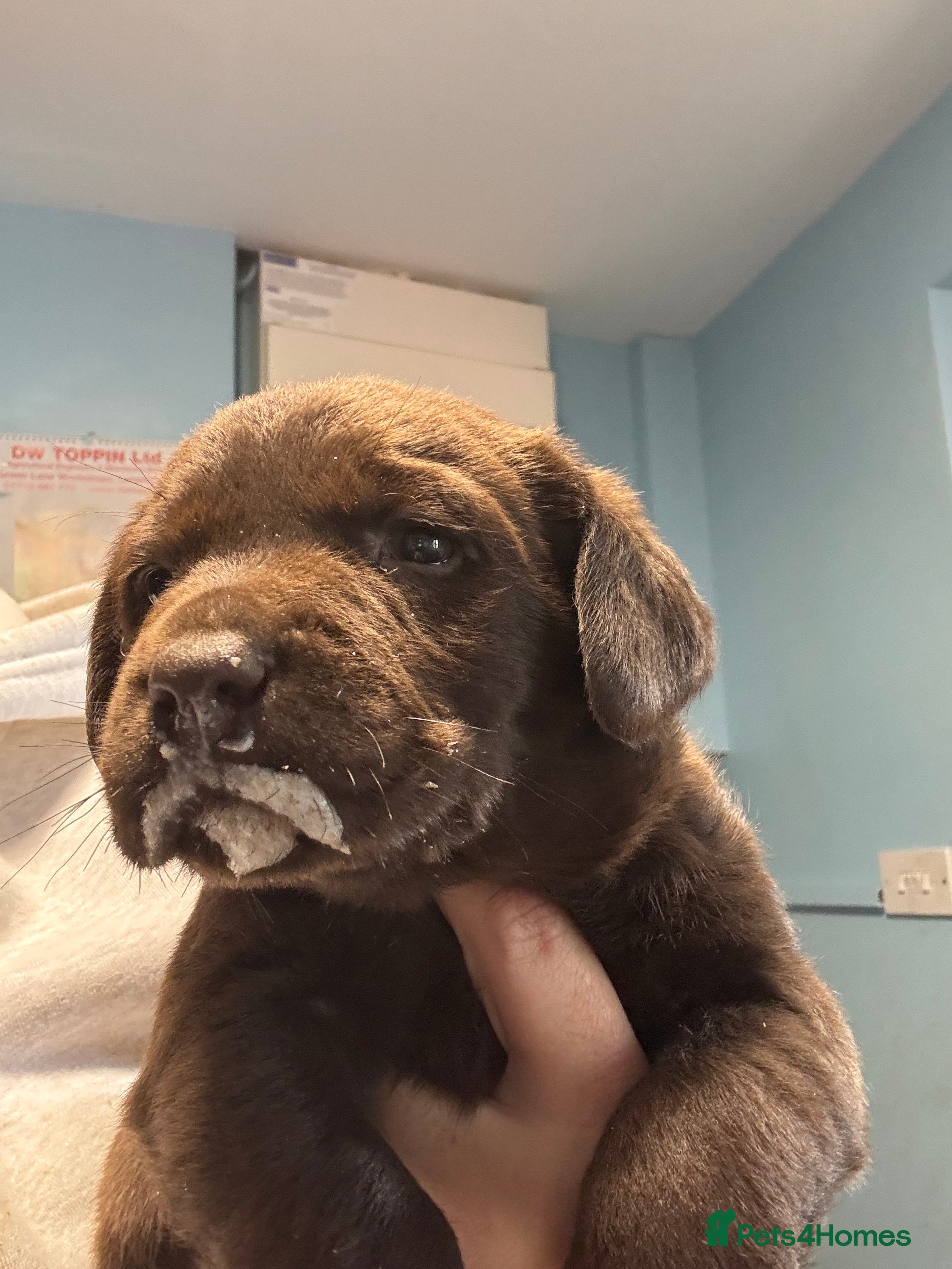 Labrador Retriever dogs Chocolate Labradors  - Advert 2