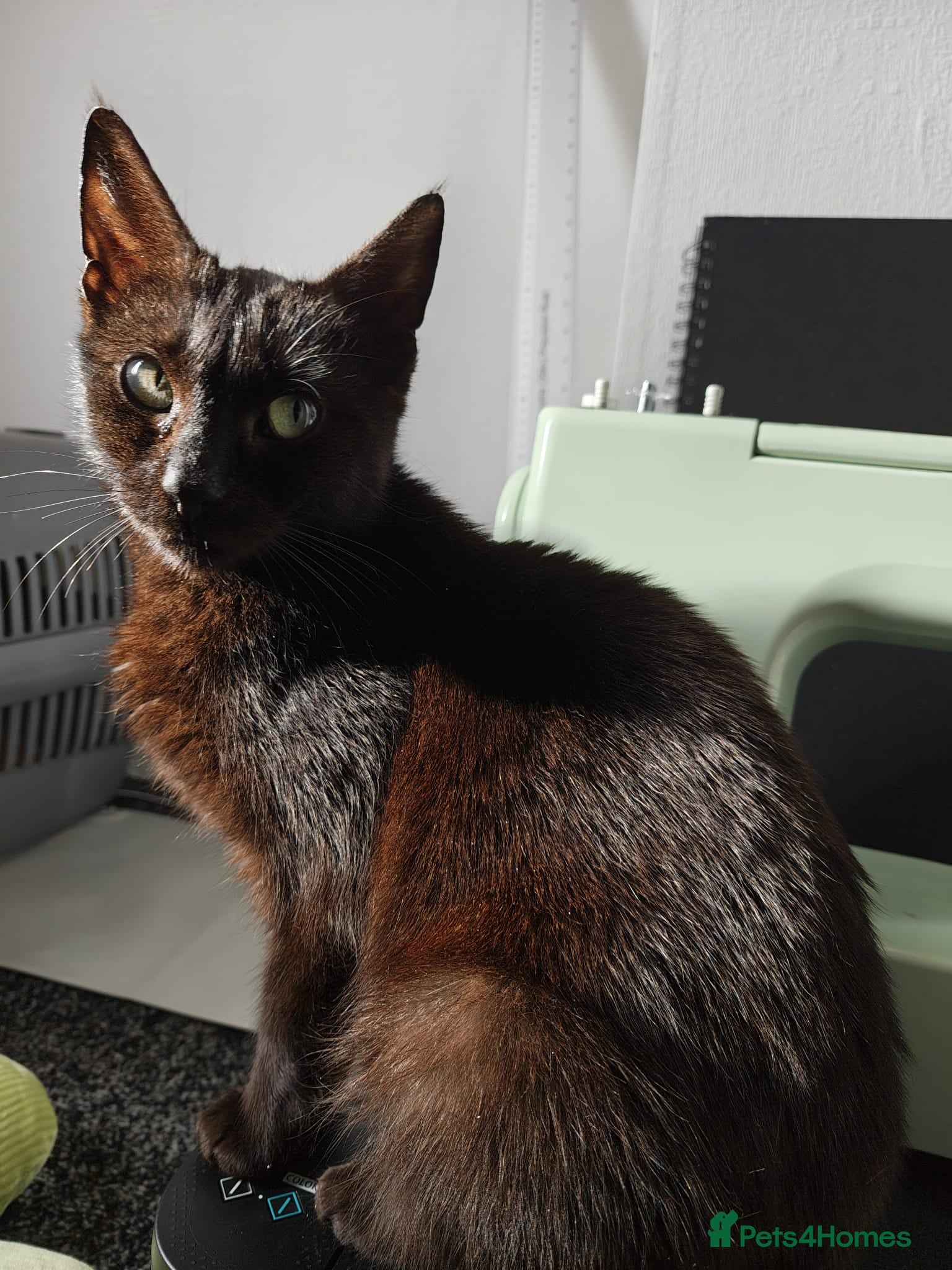 Mixed Breed cats Moggie Kittens  - Advert 1